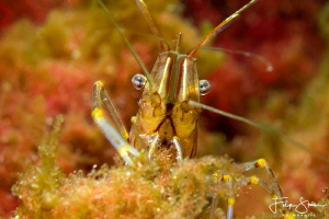 Spring is in the water! common prawn (Palaemon serratus) by Filip Staes 